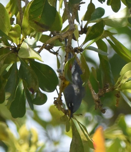 Setophaga americana image