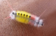 Lophocampa atomosa