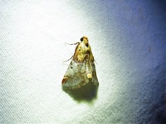 Cacozelia basiochrealis