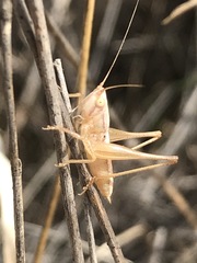 Conocephalus leptopterus