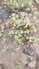 Psilocarphus brevissimus