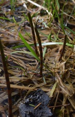 Equisetum fluviatile