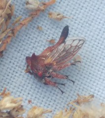 Oxyrhachis versicolor