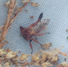 Oxyrhachis versicolor