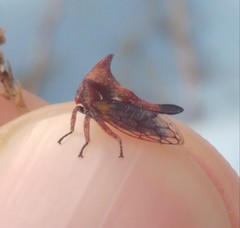 Oxyrhachis versicolor
