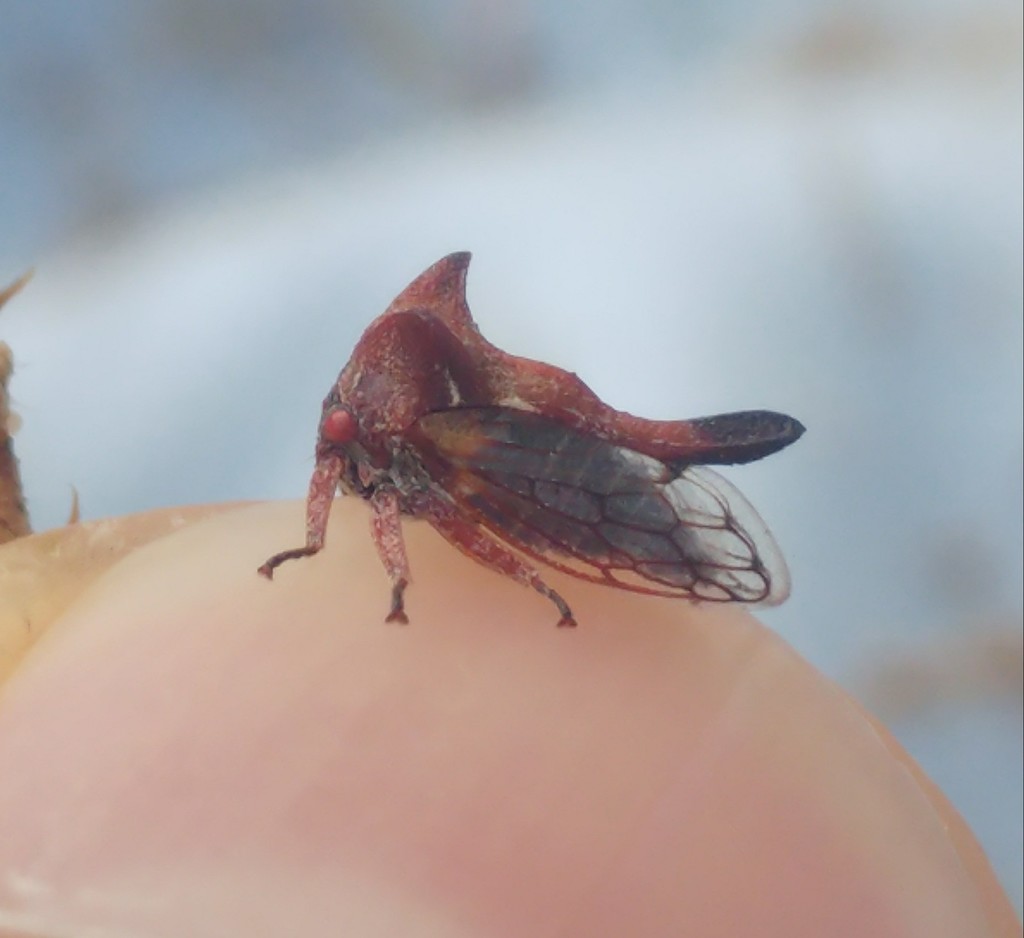 Oxyrhachis versicolor