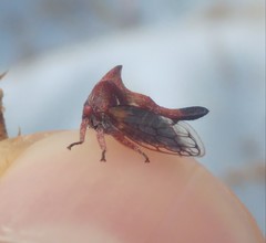 Oxyrhachis versicolor