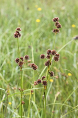 Juncus punctorius