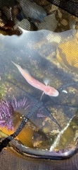 Typhlogobius californiensis