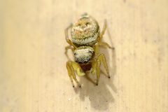 Heliophanus tribulosus