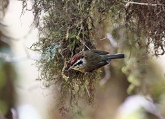 Schoeniparus castaneceps