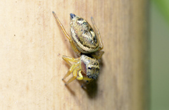 Heliophanus tribulosus