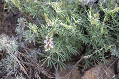Lupinus hyacinthinus