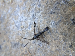 Synanthedon cephiformis