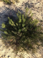 Serruria furcellata