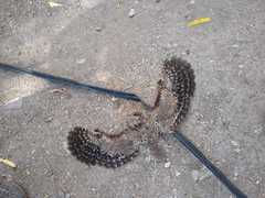 Caprimulgiformes