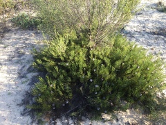 Serruria furcellata