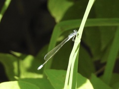 Enallagma divagans
