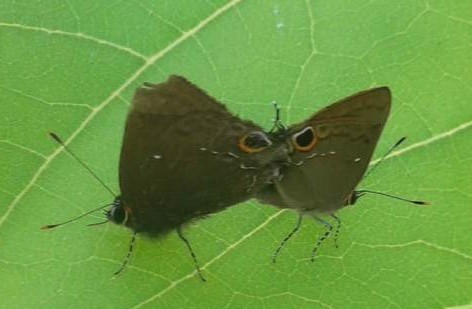 Pan Hairstreak