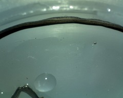 Endeavouria septemlineata