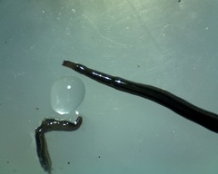 Endeavouria septemlineata