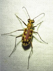 Ellipsoptera