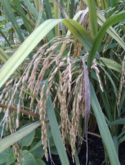 Oryza sativa