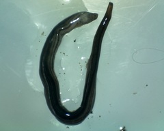 Endeavouria septemlineata
