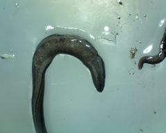 Endeavouria septemlineata