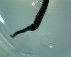 Endeavouria septemlineata