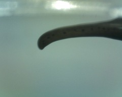 Endeavouria septemlineata
