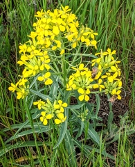 Erysimum asperum