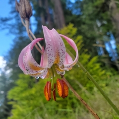 Lilium kelloggii