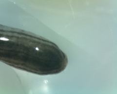Endeavouria septemlineata