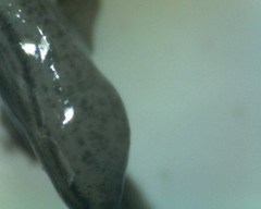 Endeavouria septemlineata
