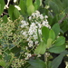 Toyon - Photo (c) Mary K. Hanson, some rights reserved (CC BY), uploaded by Mary K. Hanson