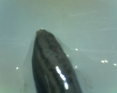Endeavouria septemlineata
