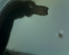 Endeavouria septemlineata