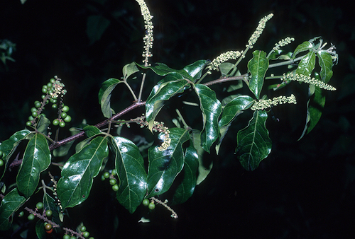 Allophylus cobbe