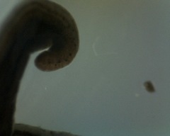 Endeavouria septemlineata