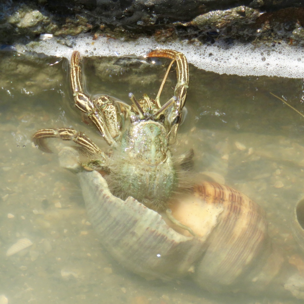 thinstripe hermit crab