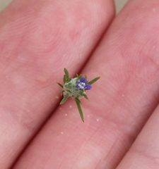 Eriastrum filifolium