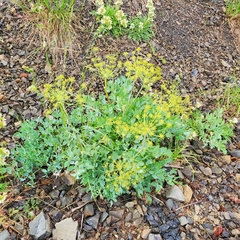 Lomatium californicum