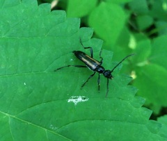 Strangalepta abbreviata