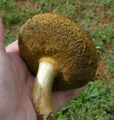 Boletus patrioticus