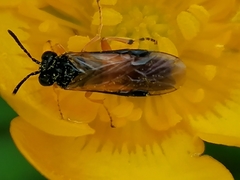 Athalia rosae