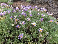 Erigeron elegantulus