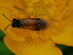 Athalia rosae