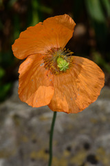 Papaver atlanticum