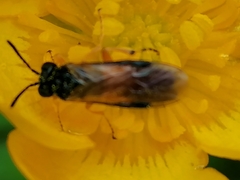 Athalia rosae